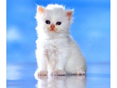 Gatti (322)